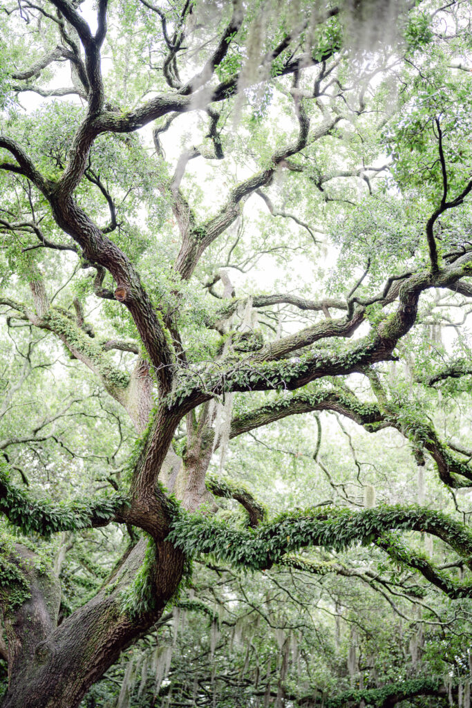 Giant live oak tree in Savannah GA