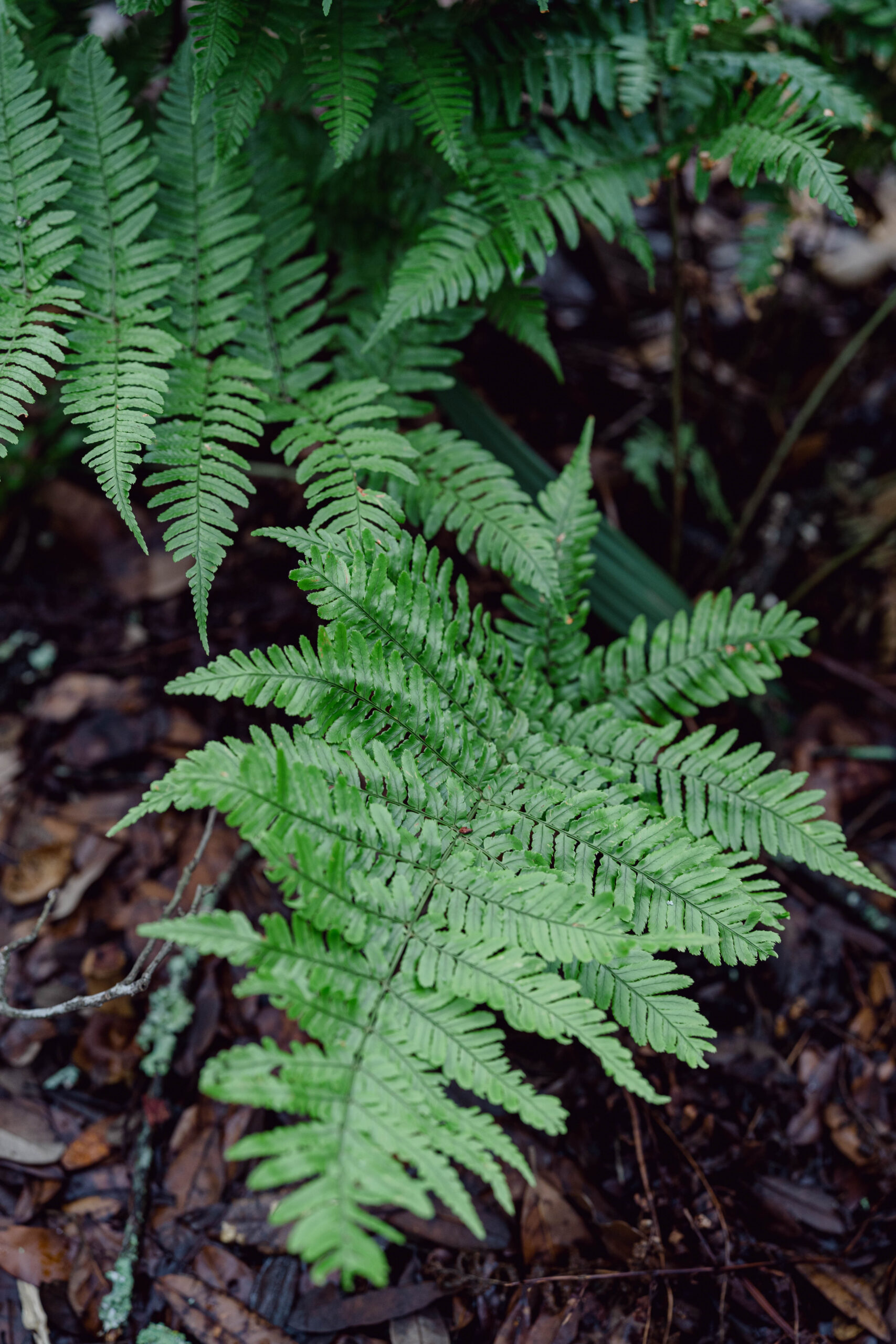 Beautiful fern in Savannah GA Forsyth Park travel photography