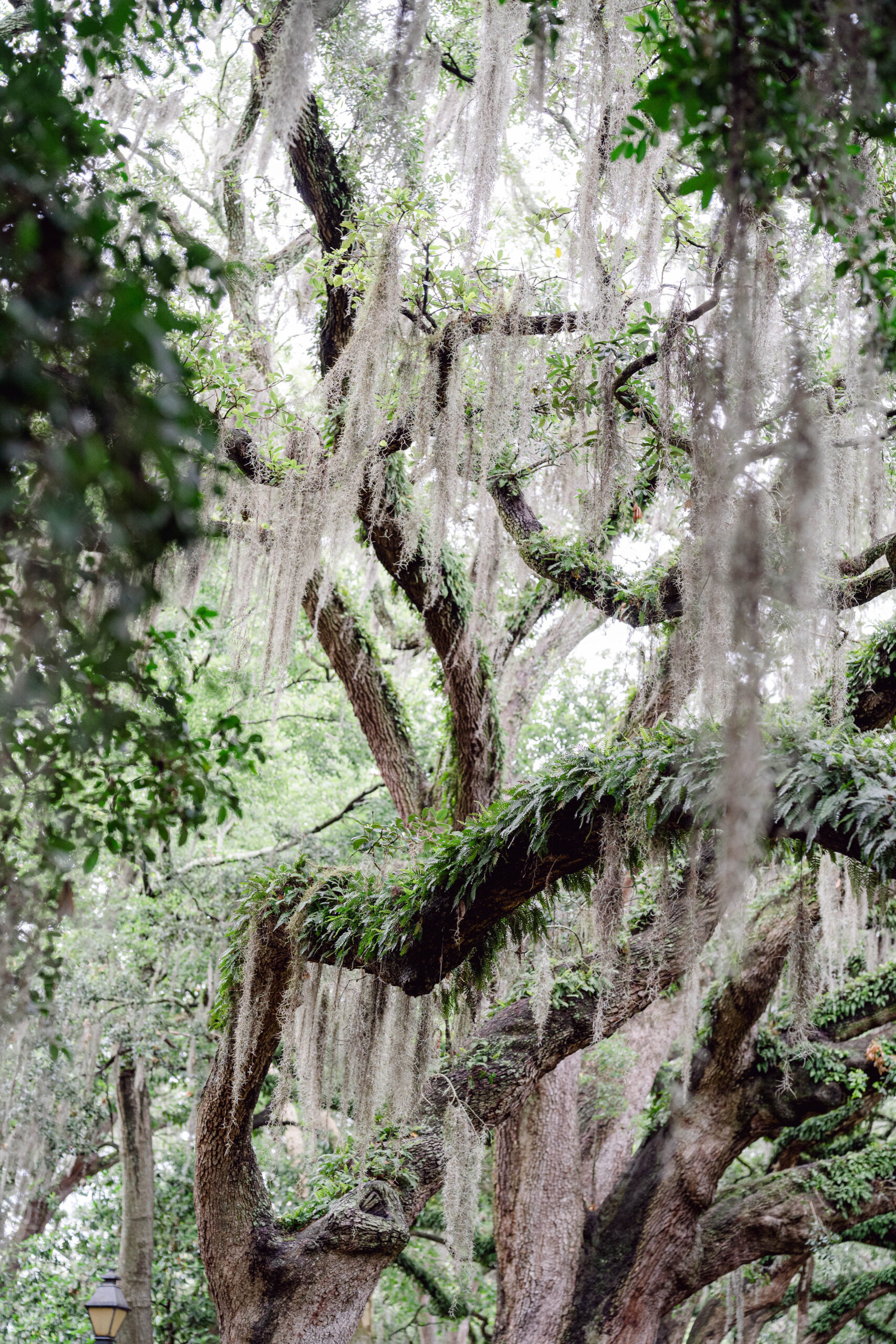 Spanish moss Savannah GA Forsyth Park travel photography