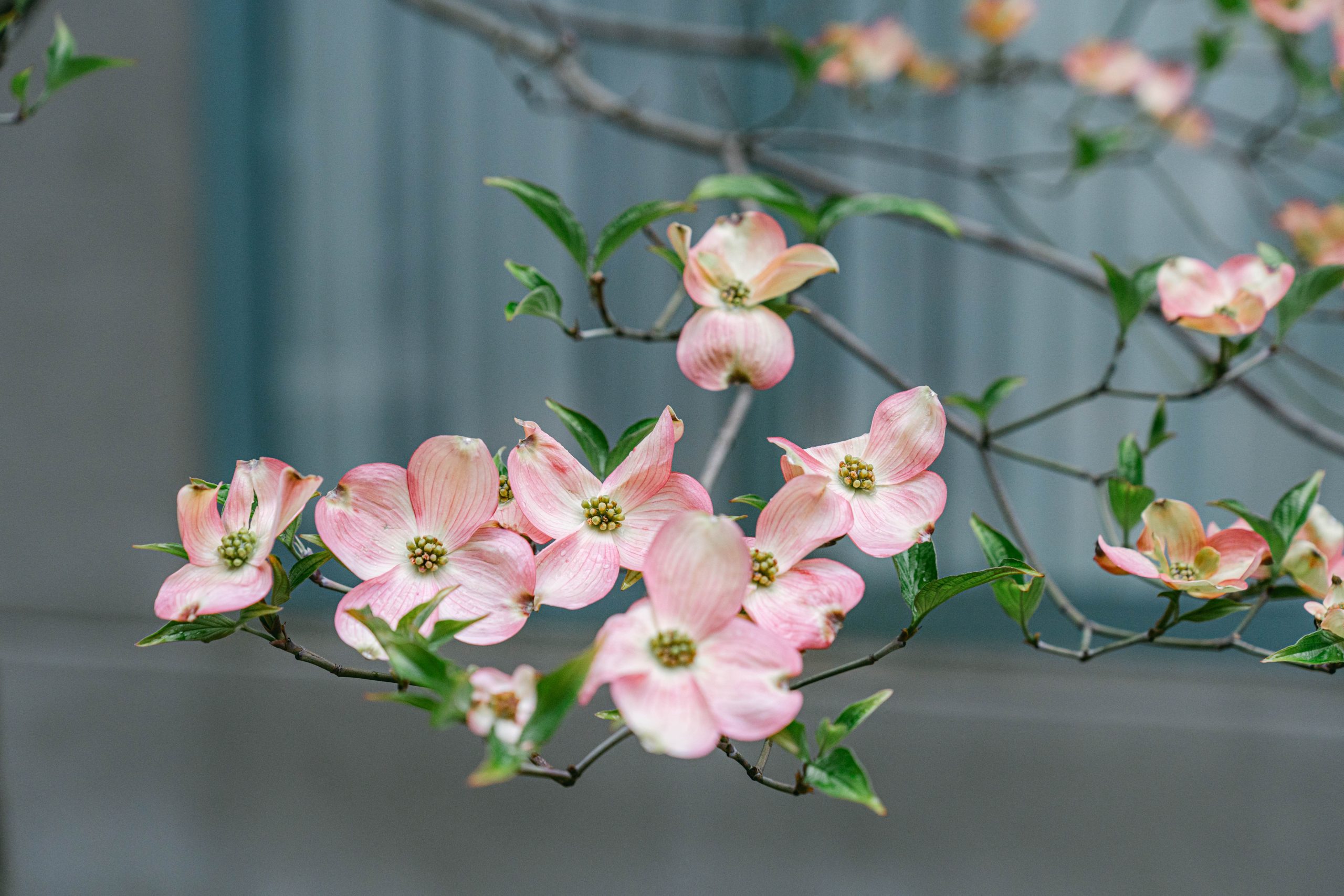 dogwood bloom